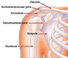 The bones of the shoulder injury lawyers