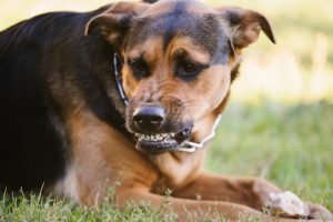 Dog Bite Injury Attorneys Mercer County, NJ