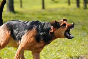 Why A Dog Bite Can Be More Costly Than You Think