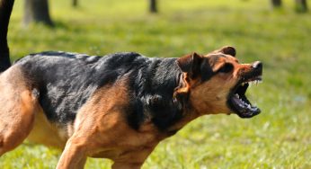 Why A Dog Bite Can Be More Costly Than You Think
