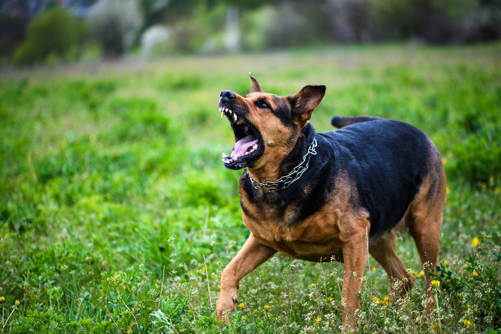 Somerset County Dog Bite Claims