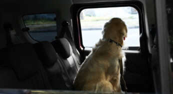 Legal Considerations when Driving With Your Dog in New Jersey
